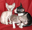 Cornish Rex Kittens