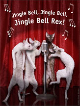 Cornish Rex cats singing